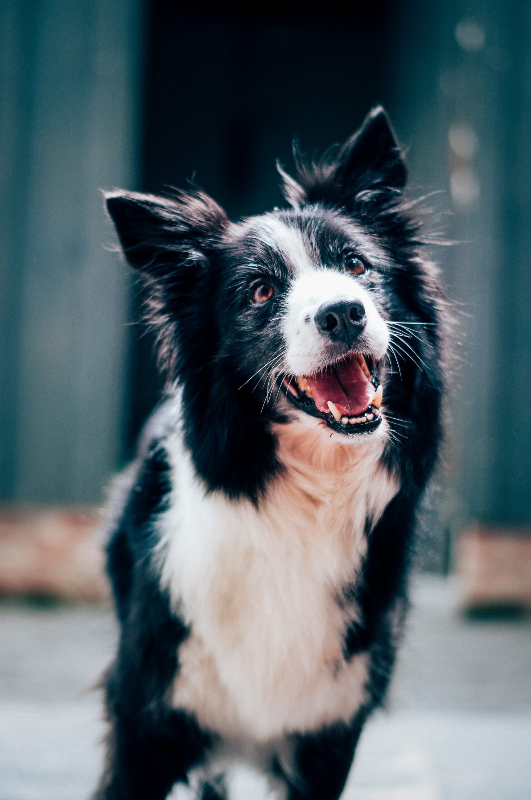 Chien 1