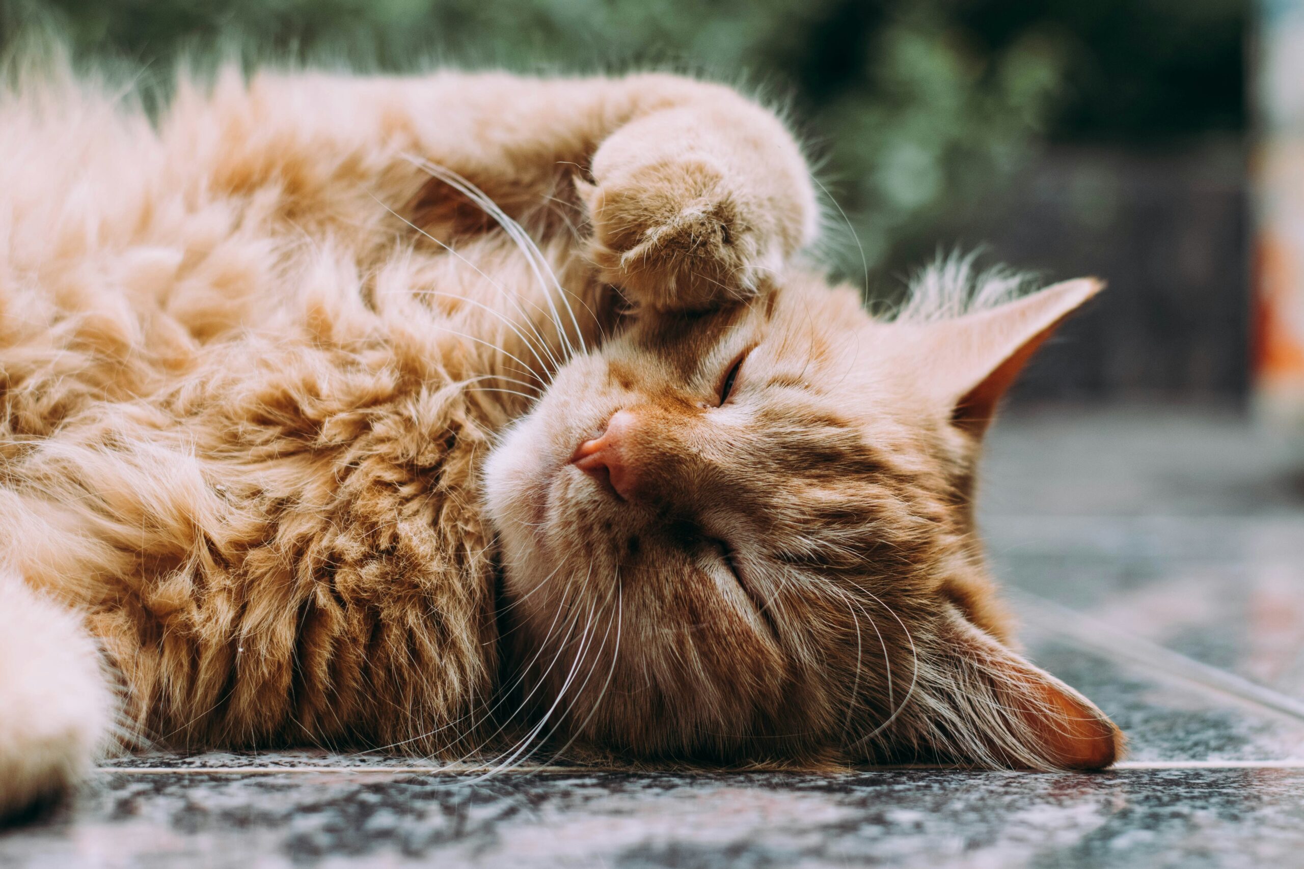 ludemeula-fernandes-9UUoGaaHtNE-unsplash Chats : Protégez Votre Compagnon à Quatre Pattes avec Sérénité.