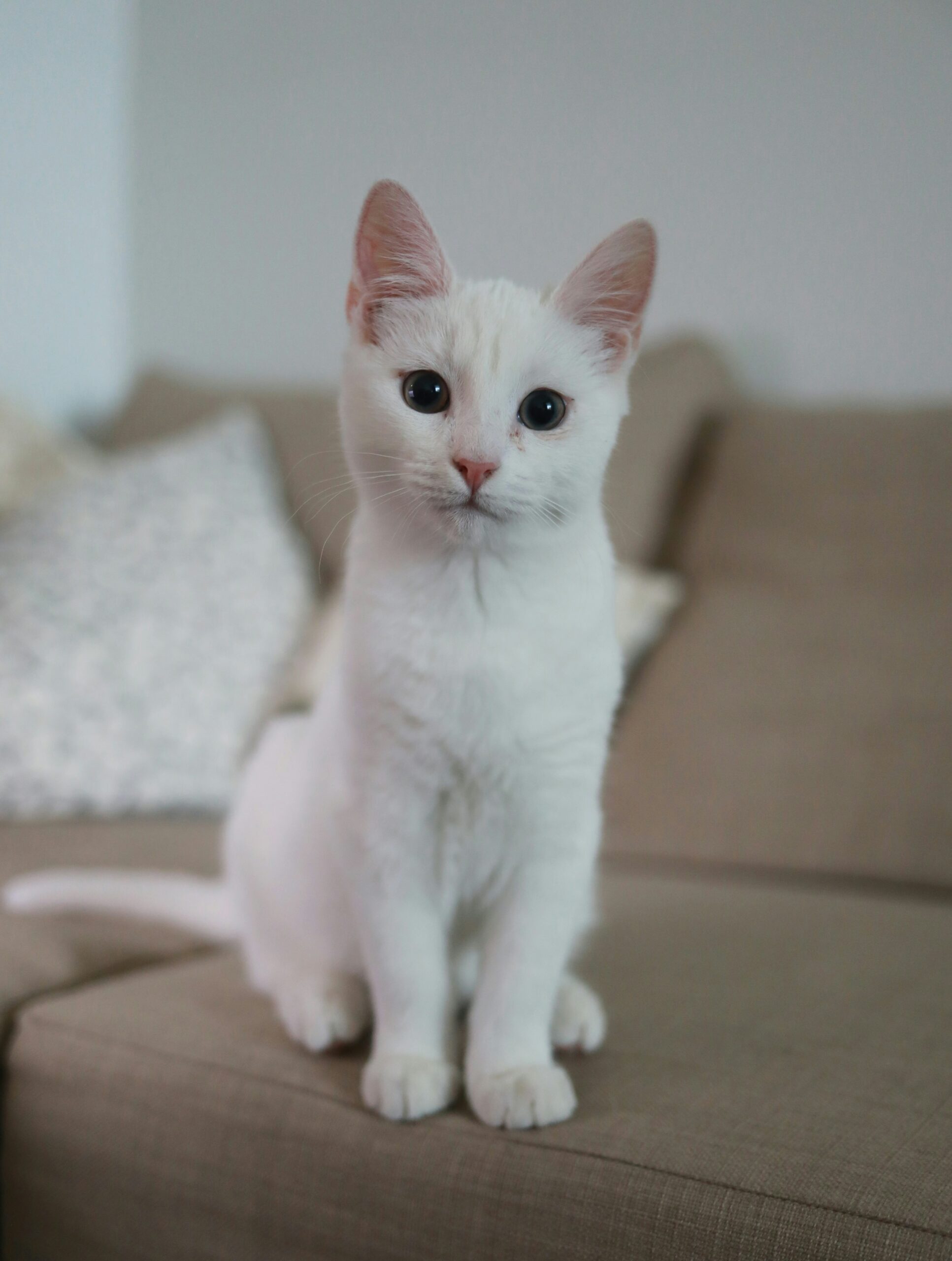 luiza-sayfullina-9giow4jXrzM-unsplash